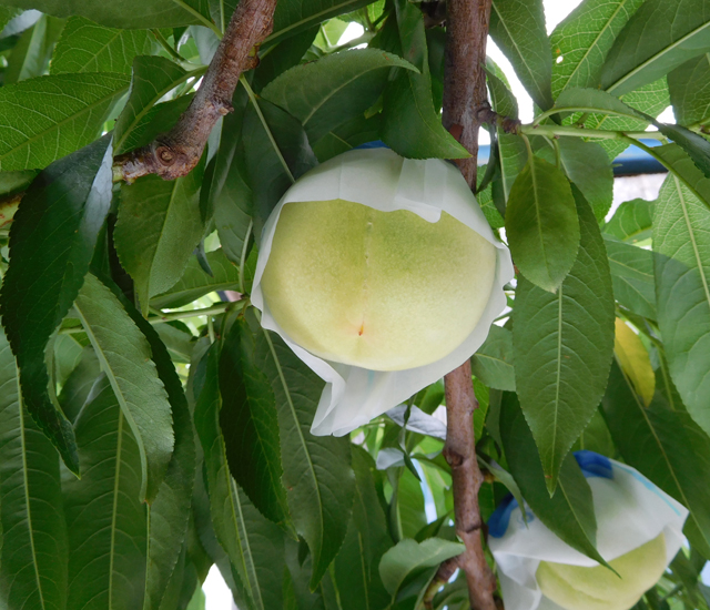 桃の品種