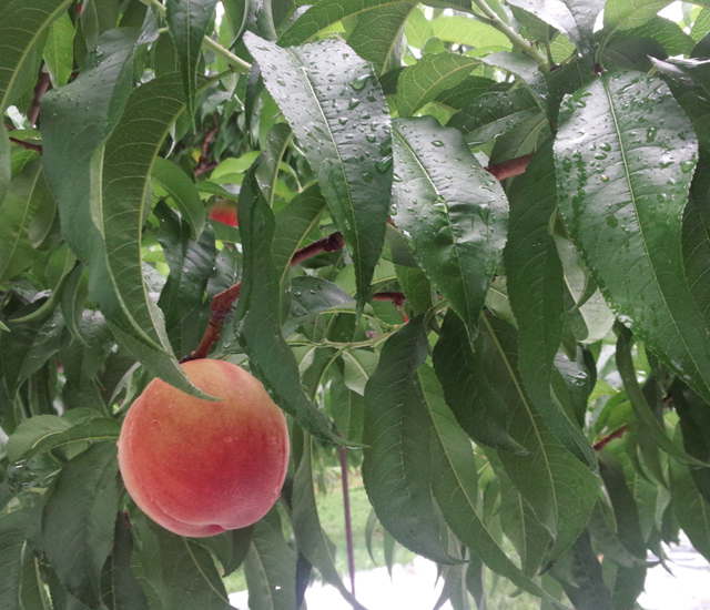 桃を収穫